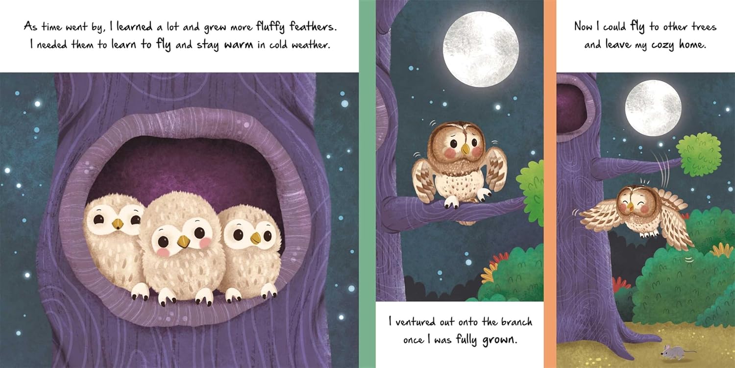 Nature Stories: Little Owl
