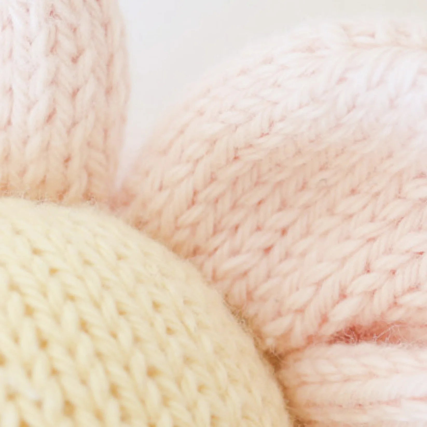 Baby Daisy || Blush Pink
