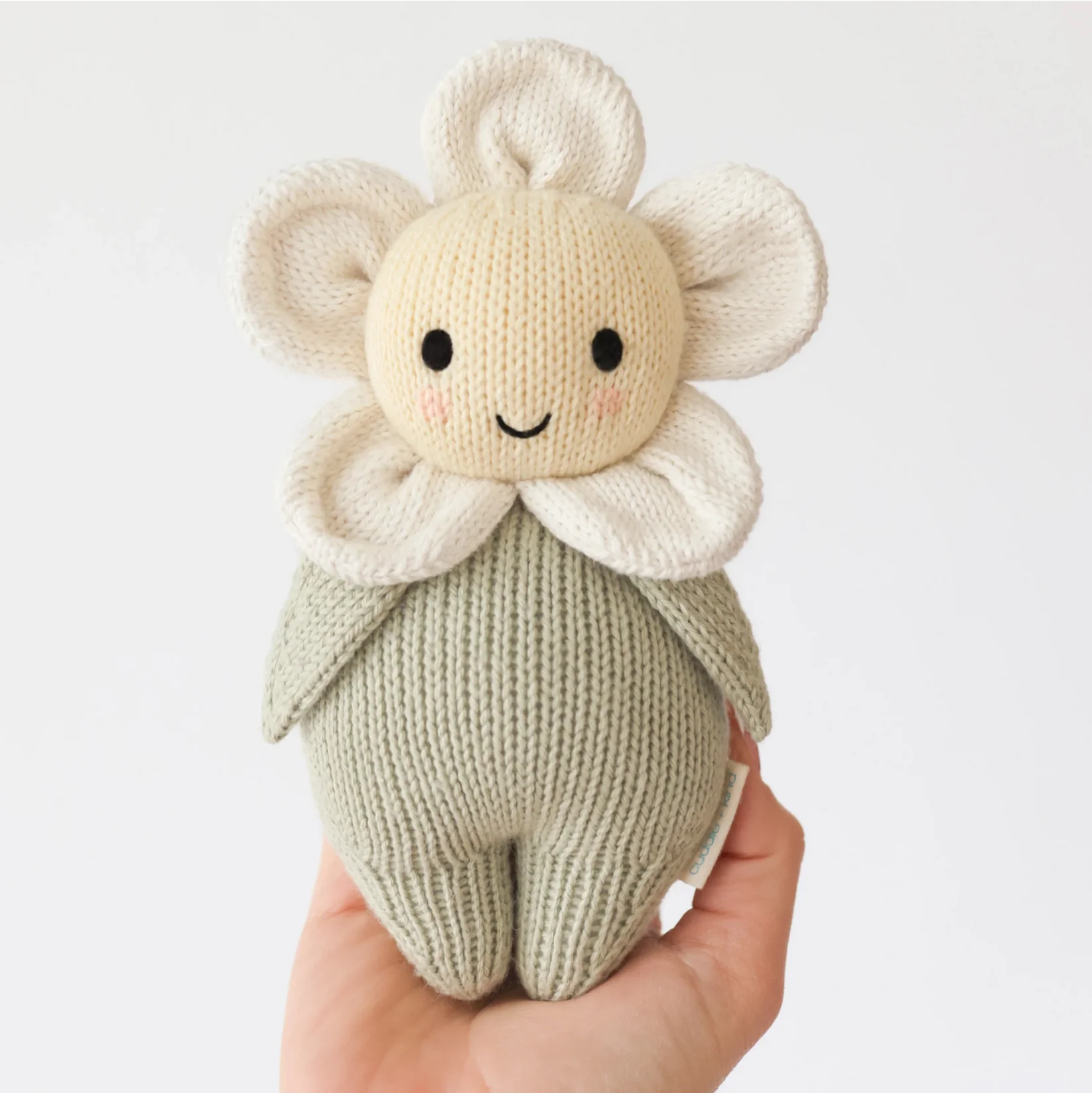 Baby Daisy || Ivory