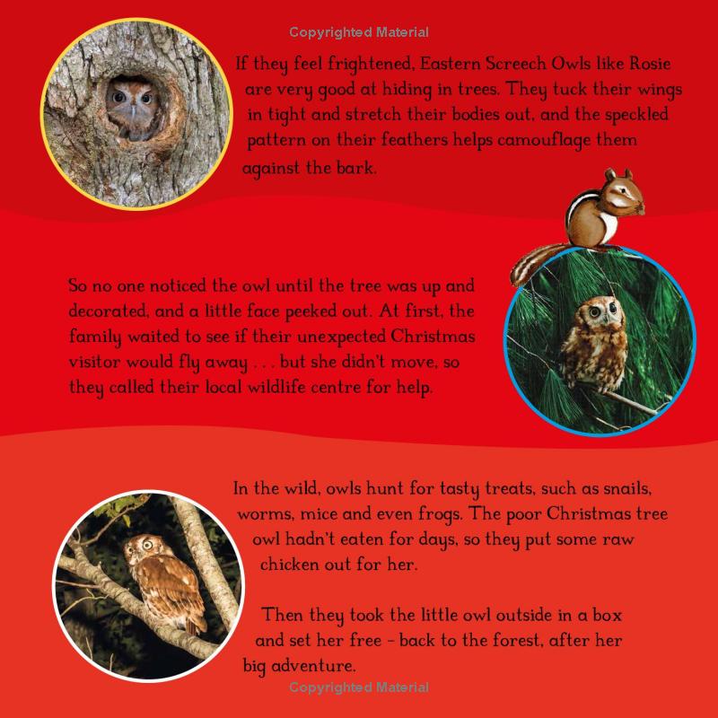 The Owl Who Came for Christmas