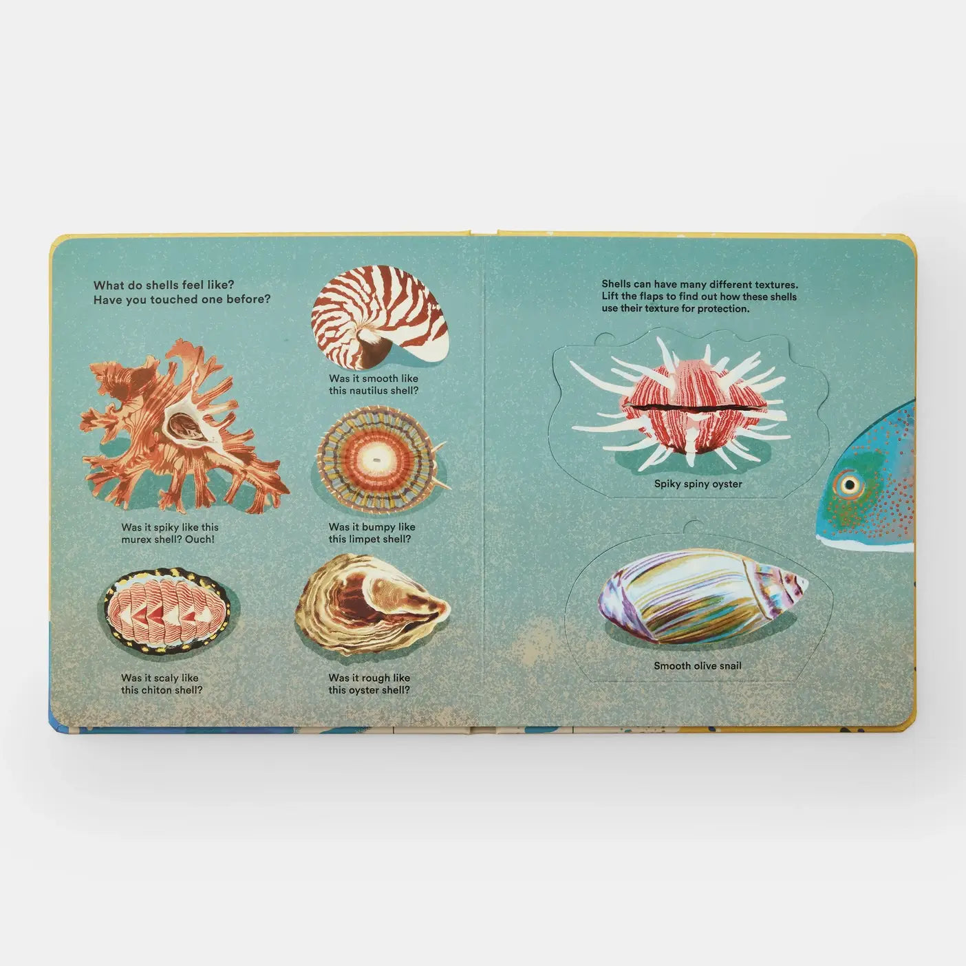 Shells... And What They Hide Inside