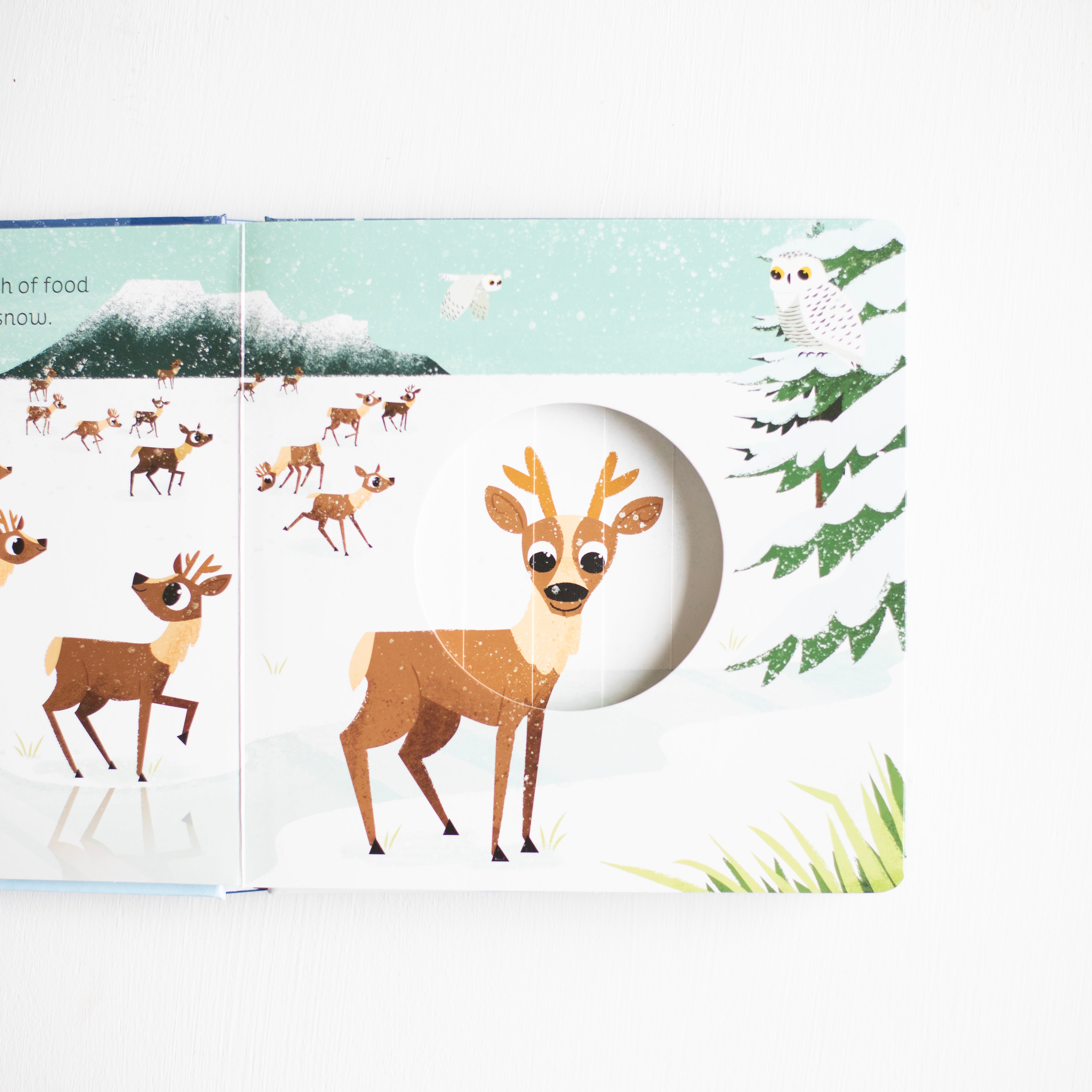Animal Magic: In the Snow