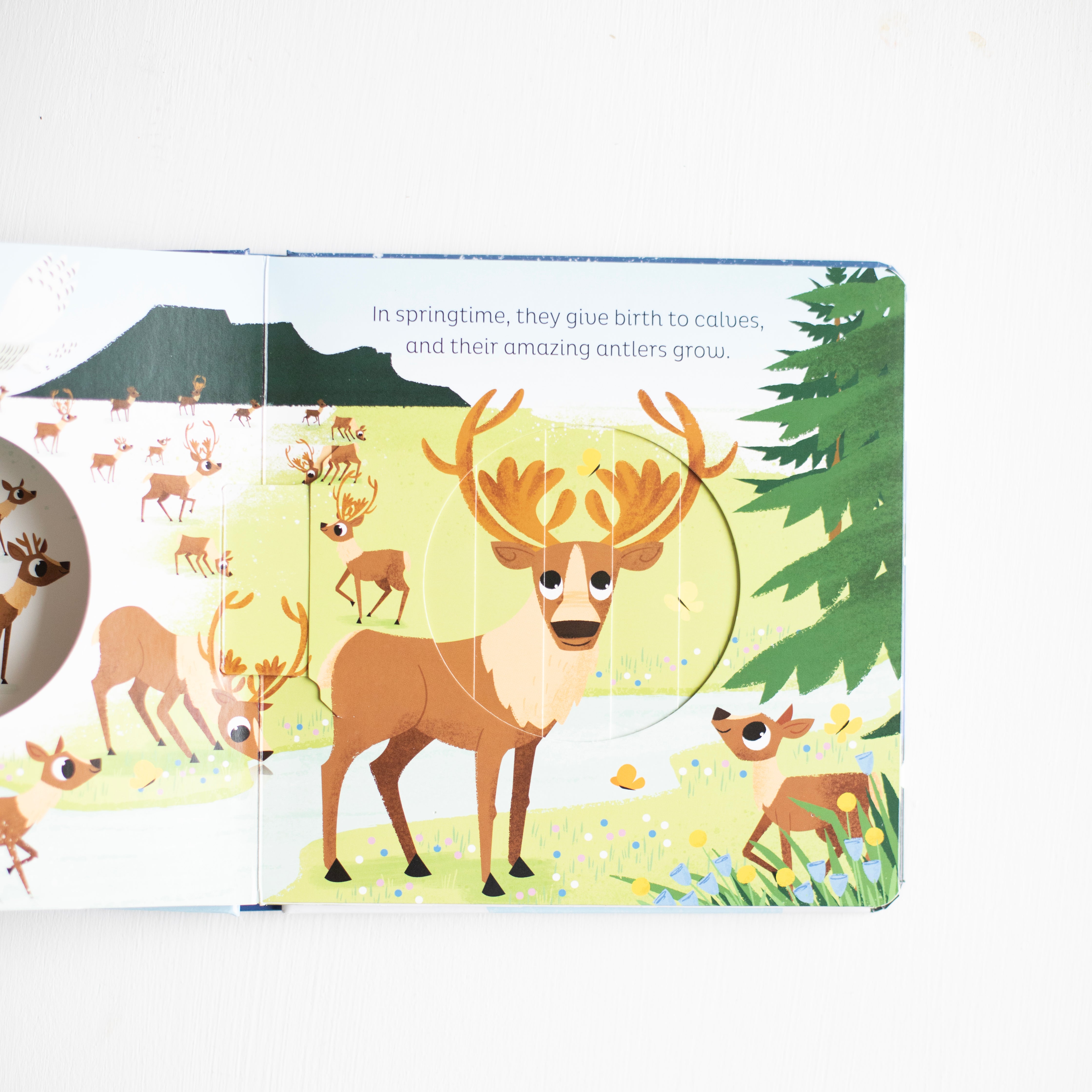 Animal Magic: In the Snow