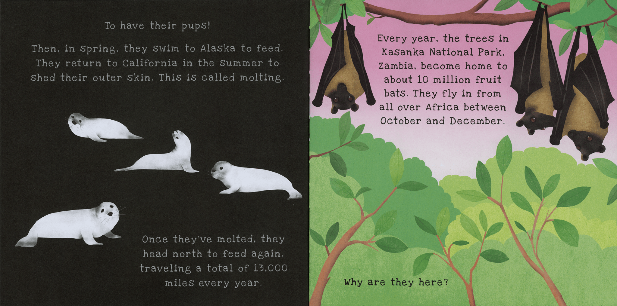 Shine - A - Light, Animal Journeys